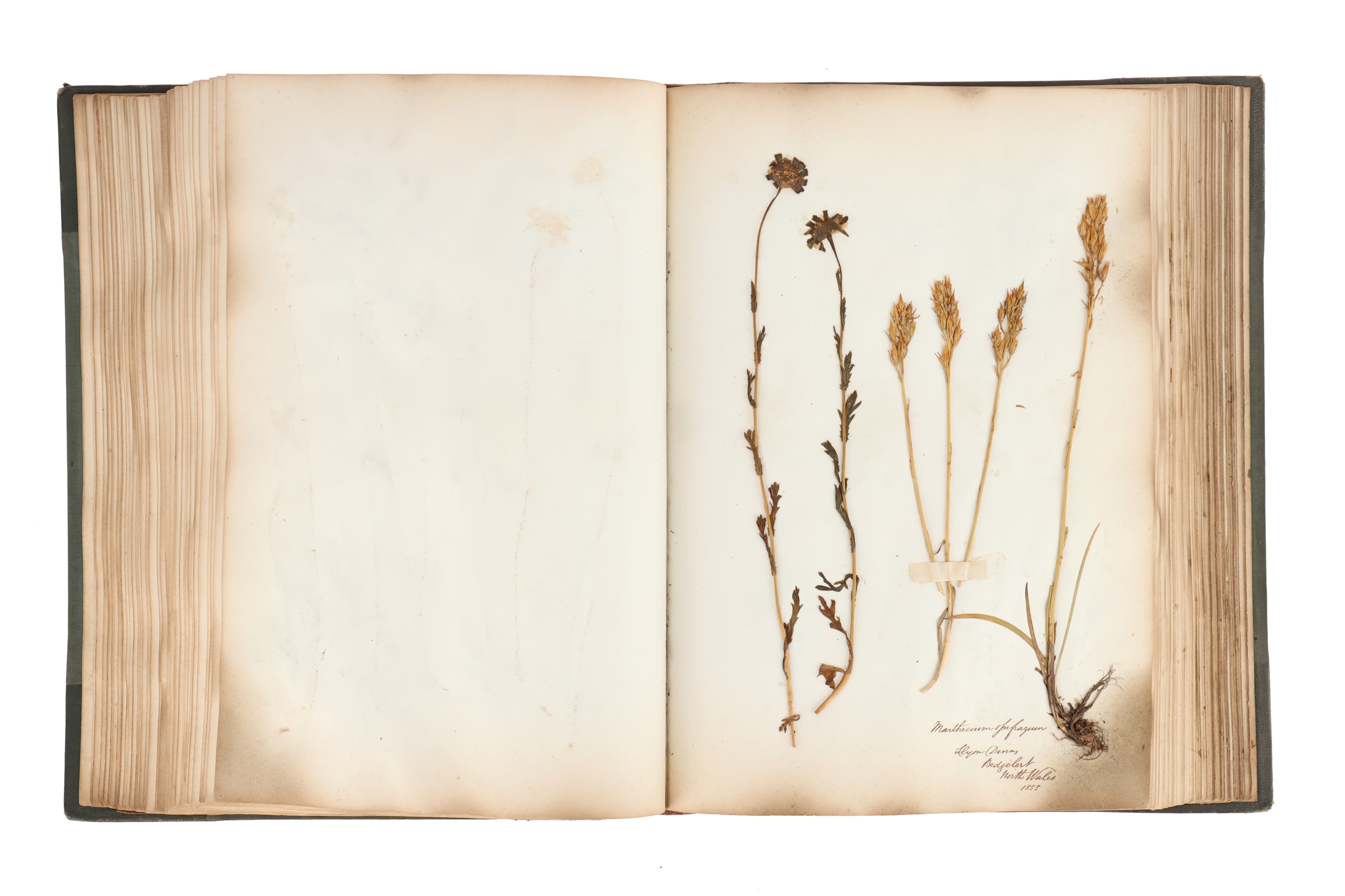 A Large & Well Annotated Mid 19th Century Album of Pressed Ferns, - Image 6 of 11