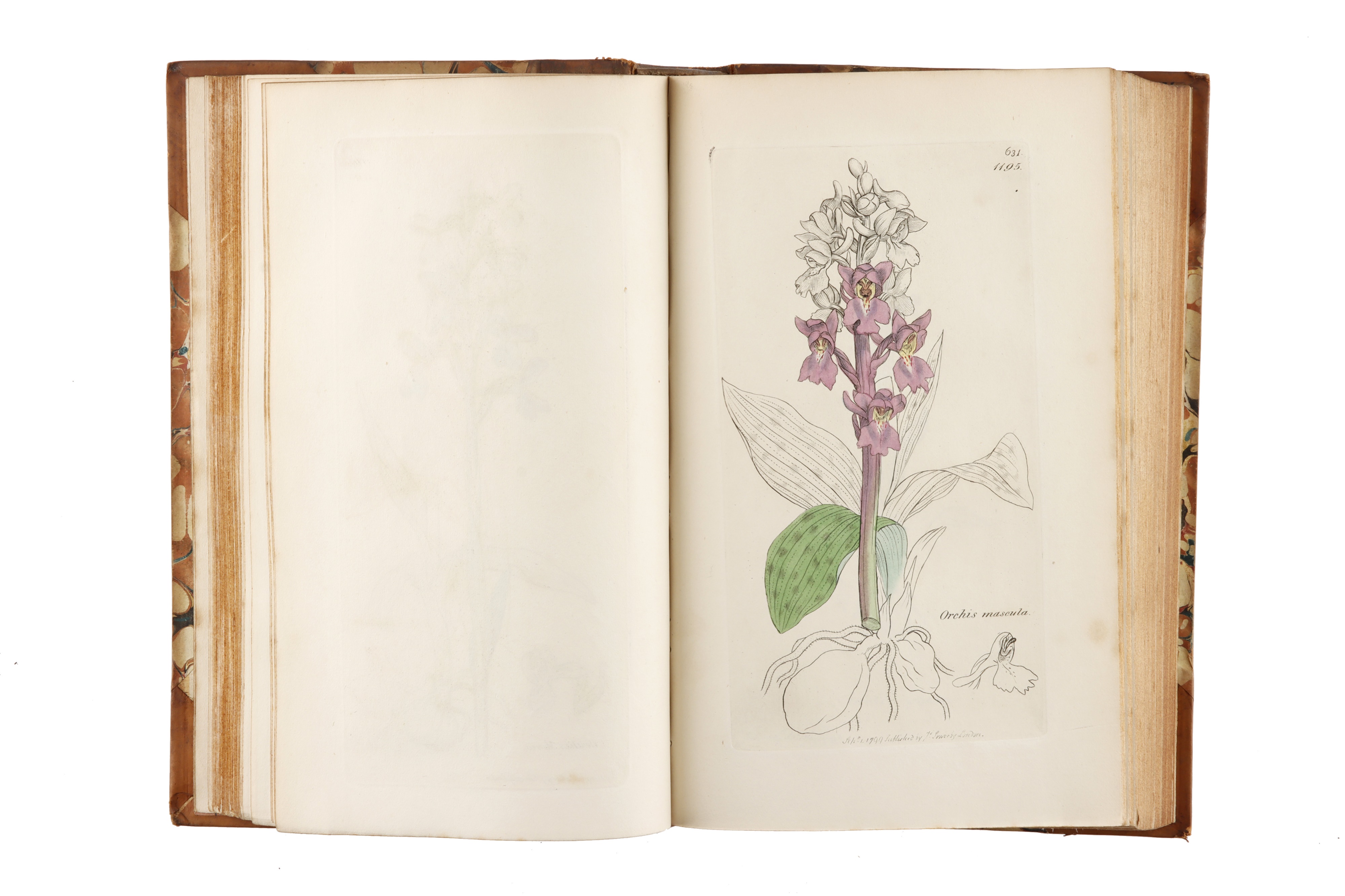 Smith, James Edward, & Sowerby, James, English Botany; or, Coloured Figures of British plants, - Image 3 of 8