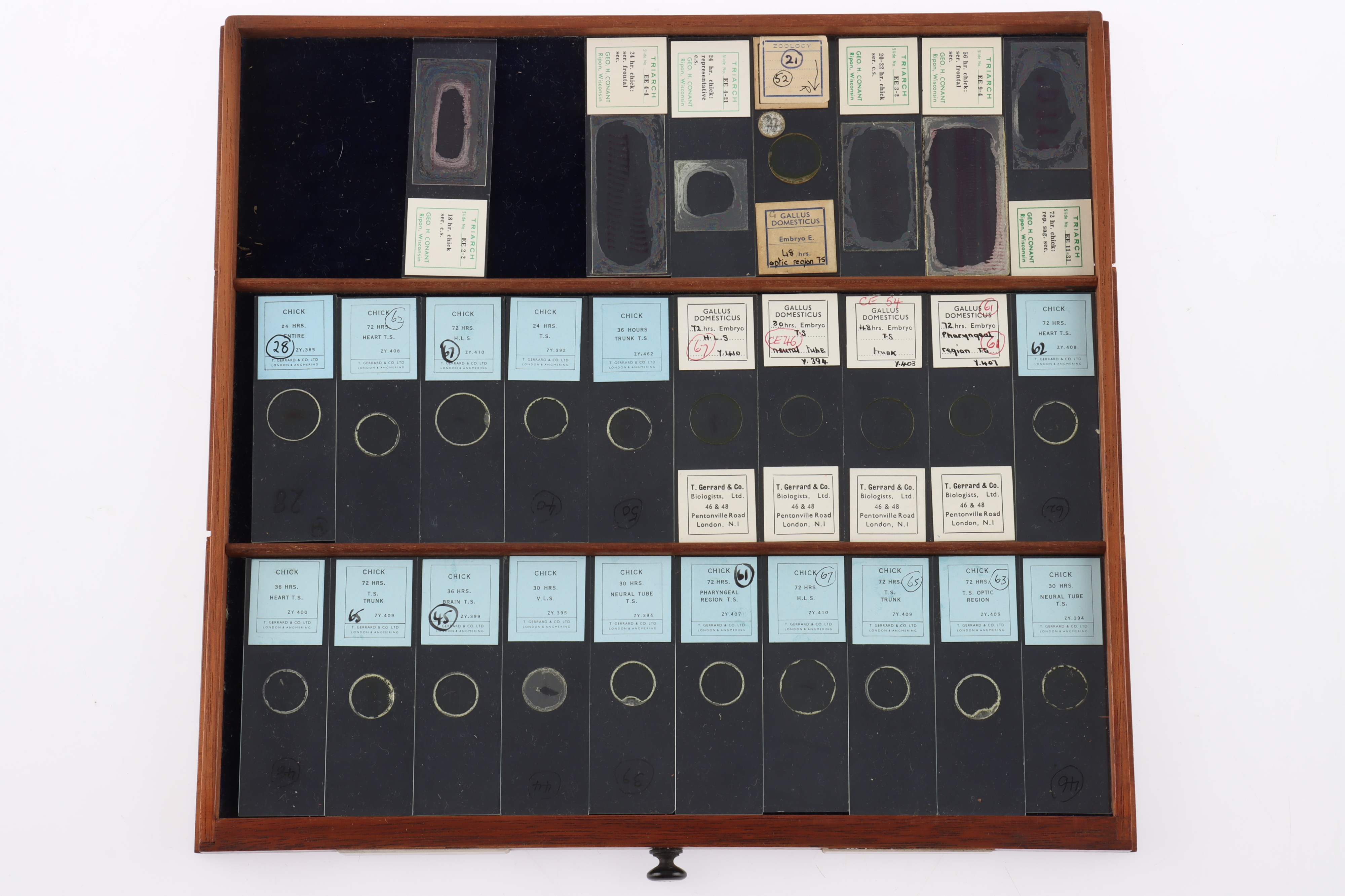 Large Cabinet of fine Victorian Microscope Slides - Image 25 of 26