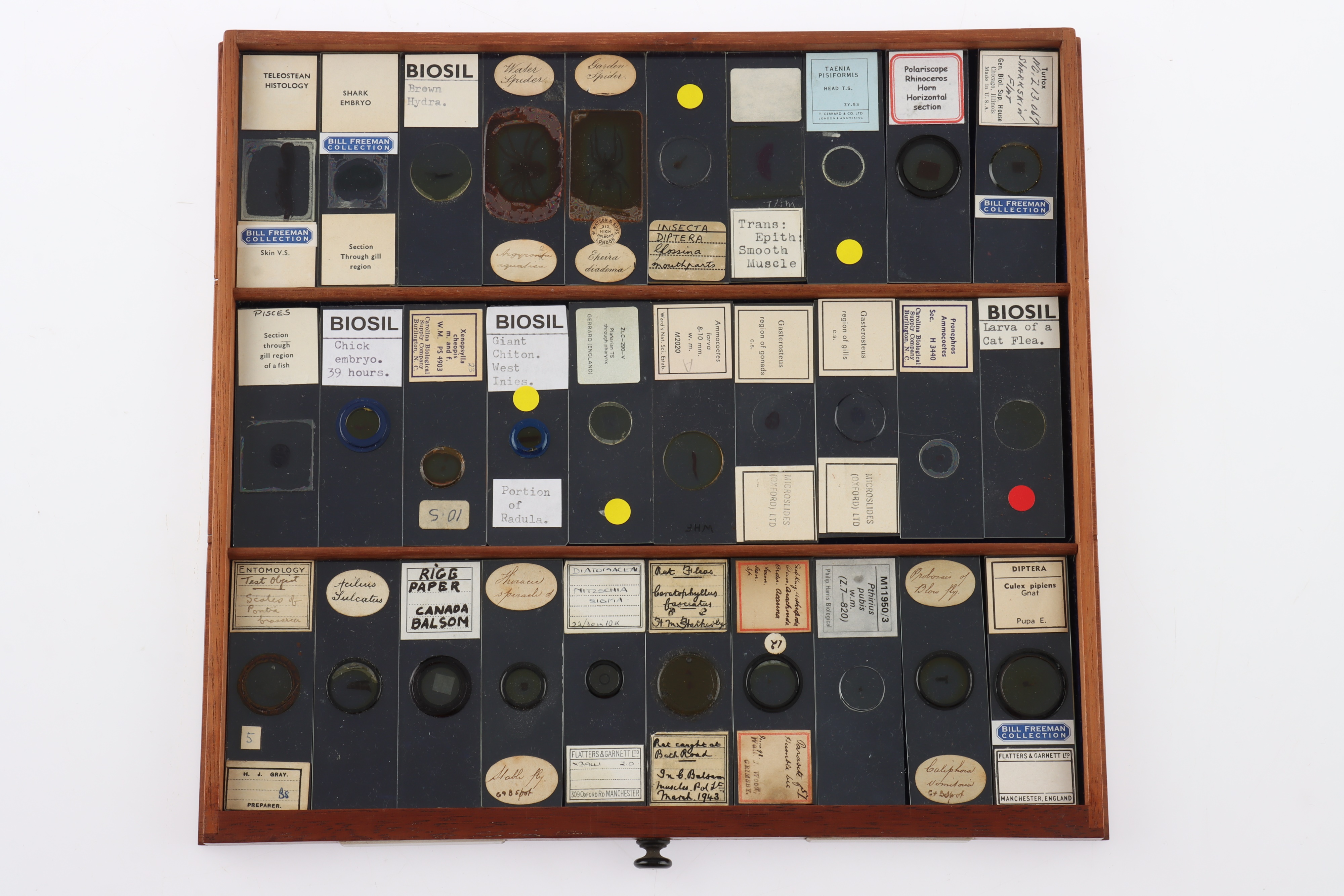 Large Cabinet of fine Victorian Microscope Slides - Image 5 of 26