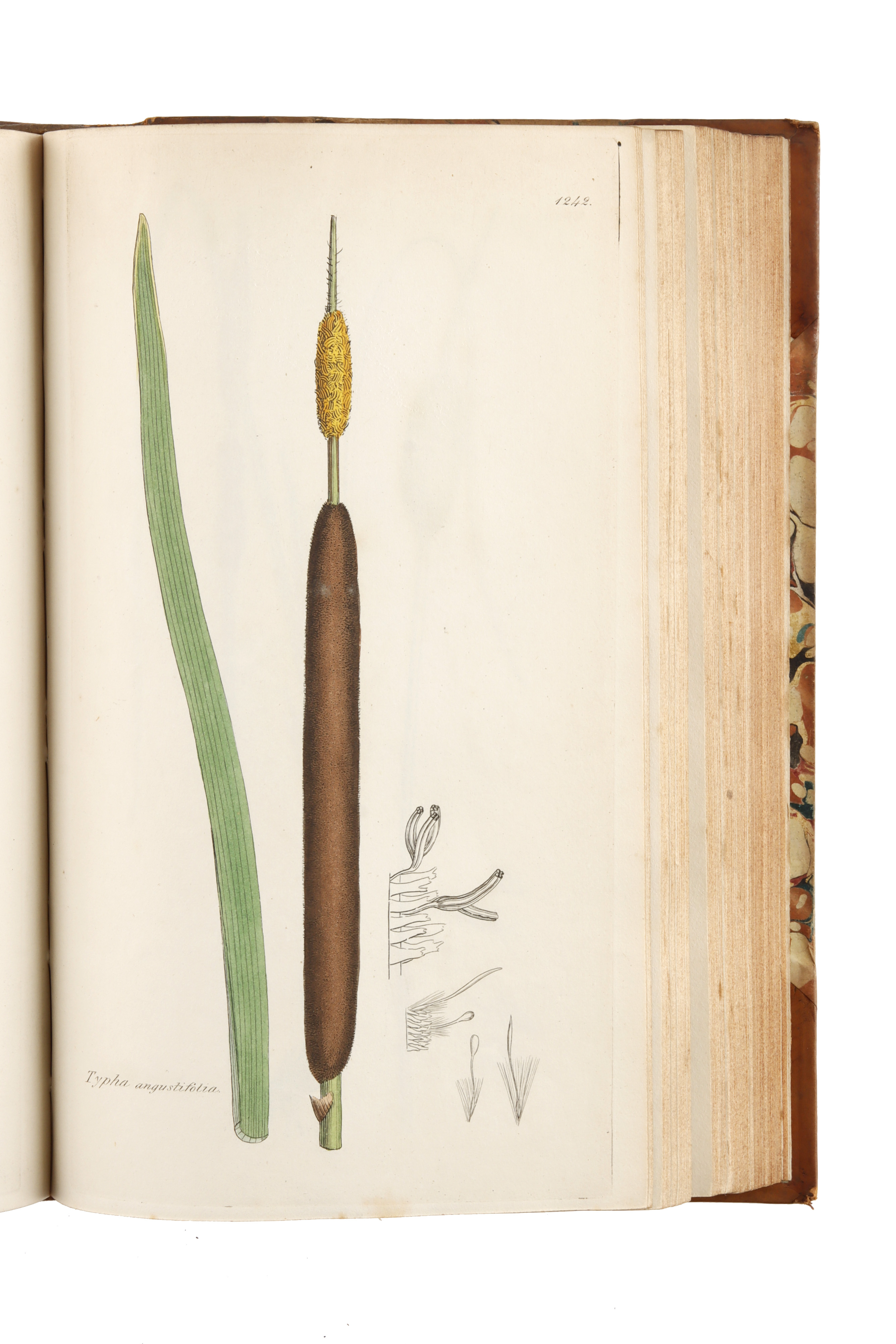 Smith, James Edward, & Sowerby, James, English Botany; or, Coloured Figures of British plants, - Image 7 of 8