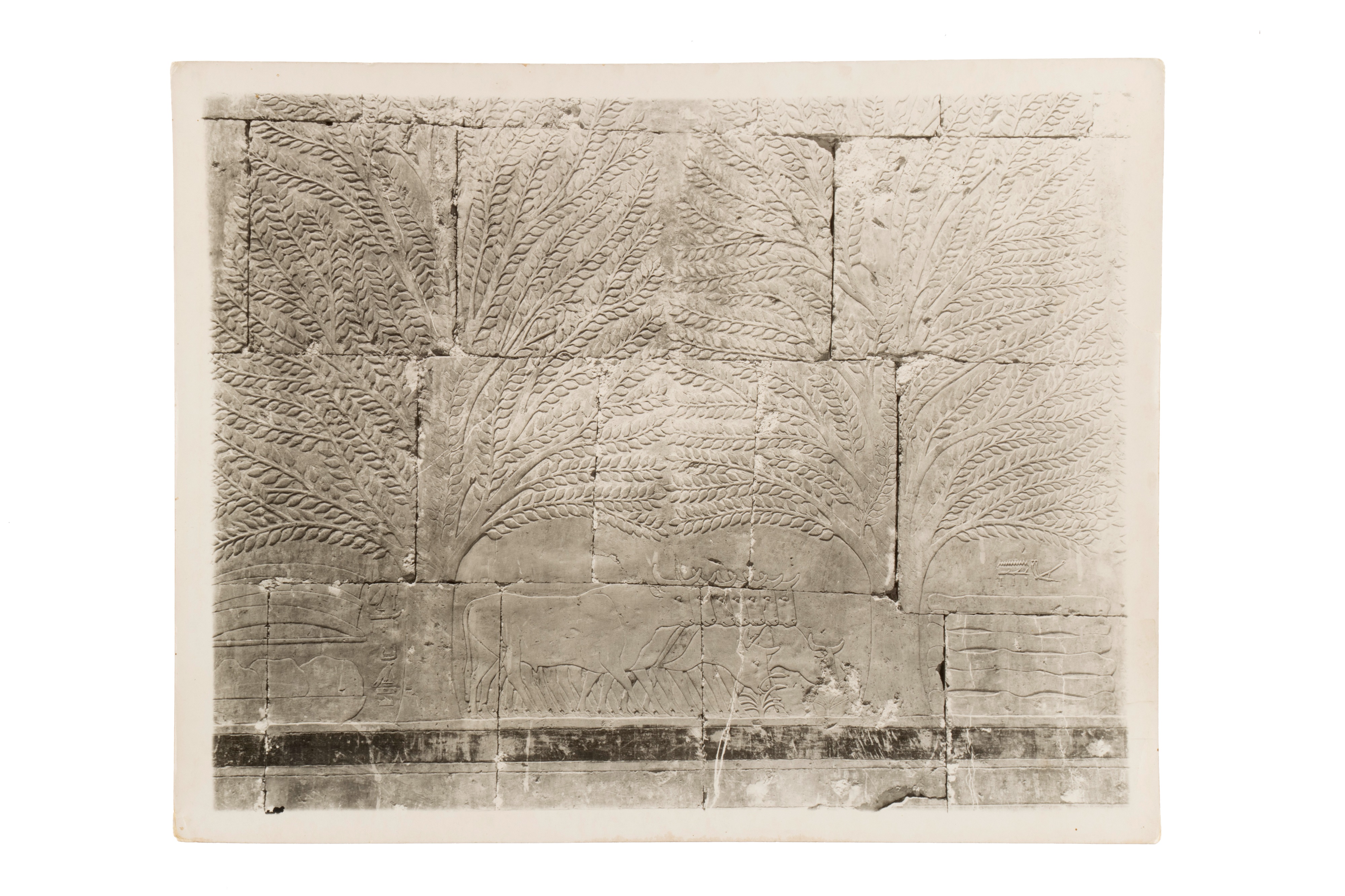 A Collection of 13 Silver Gelatin Photographs of Egypt & Egyptian tombs, - Image 6 of 27