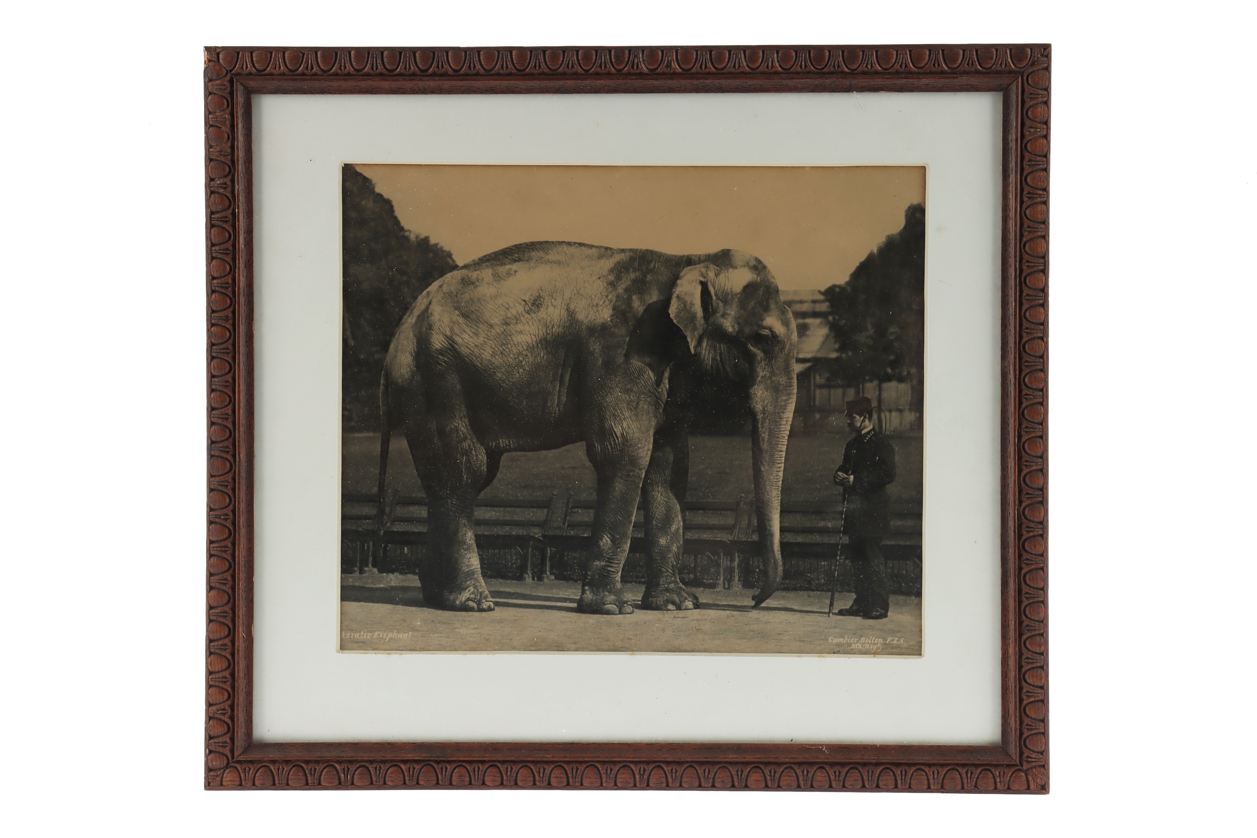 Gambier, Bolton, Robert, Asiatic Elephant,
