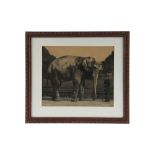 Gambier, Bolton, Robert, Asiatic Elephant,