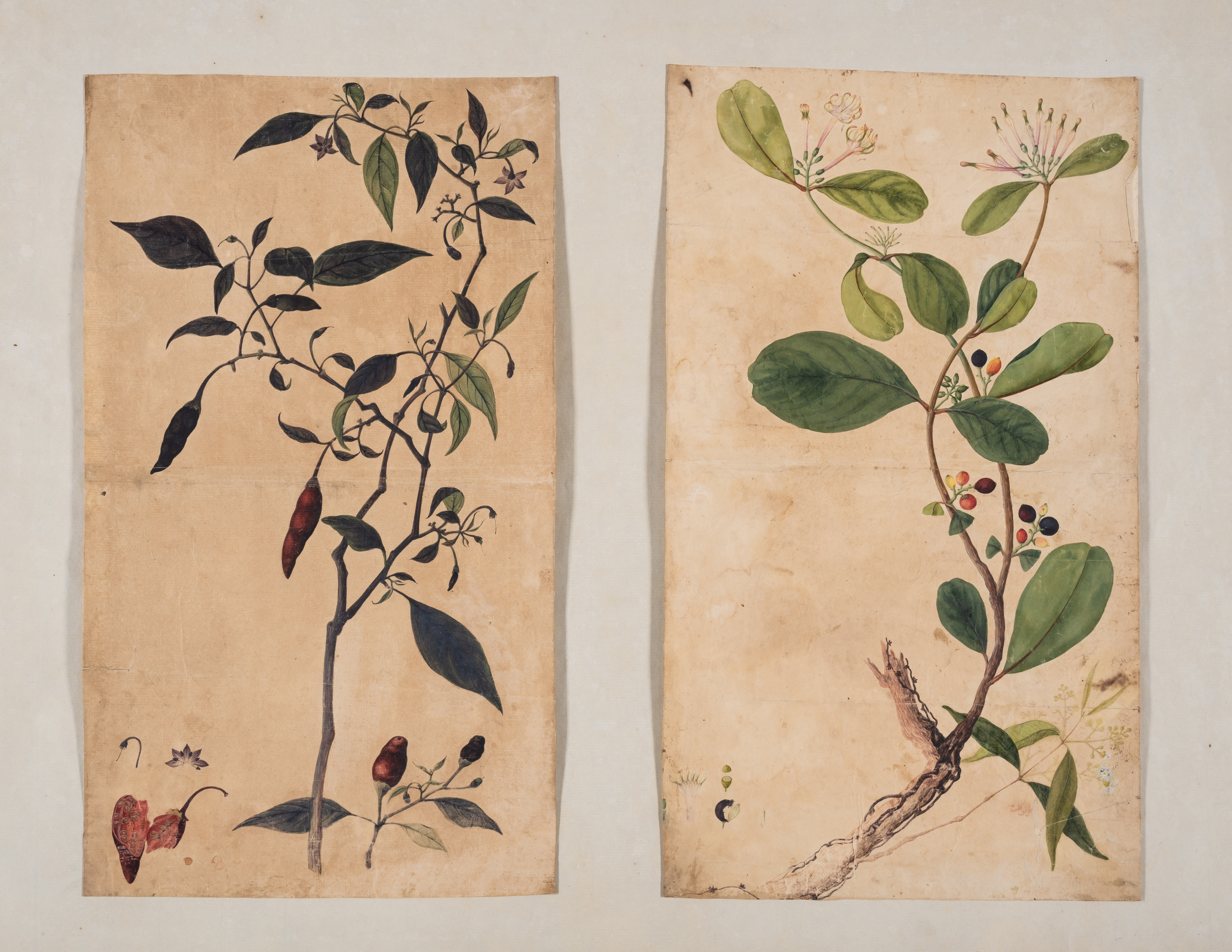 India.- Company School (19th century) A pair of botanical studies, watercolours, [early to mid-19...