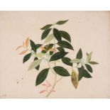 Indo-China.- Straits School (19th century) Five botanical studies, watercolours, [mid 19th centur...