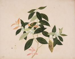 Indo-China.- Straits School (19th century) Five botanical studies, watercolours, [mid 19th centur...