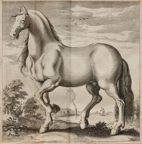 Horses.- Tacquet (Jean) Philippica ou Haras de cheuaux, Antwerp, R. Bruneau, 1614