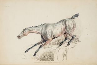 Alken (Henry) The Beauties & Defects in the Figure of the Horse, 18 hand-coloured soft-ground etc...