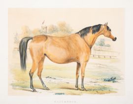 C. (W.) Portraits of Brood Mares Belonging to the Royal Stud at Hampton Court, 1837