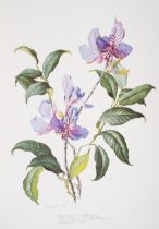 Botany.- Mee (Margaret) Flowers of the Brazilian Forests, The Tryon Gallery, 1969; and 6 others, ...