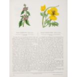 Botany.- Pratt (Anne) Wild Flowers, SPCK, 1853.
