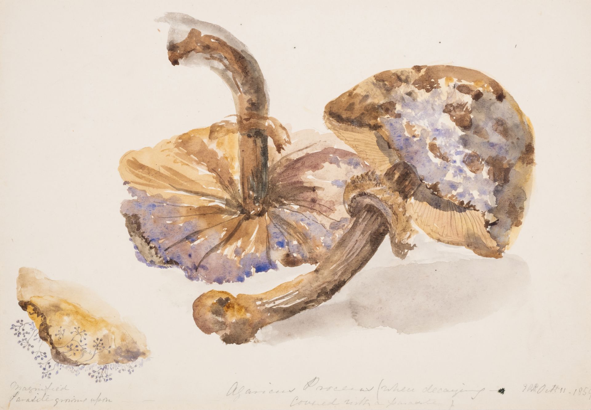 Fungi.- English School (19th century) Collection of 26 original mycological studies, watercolours...
