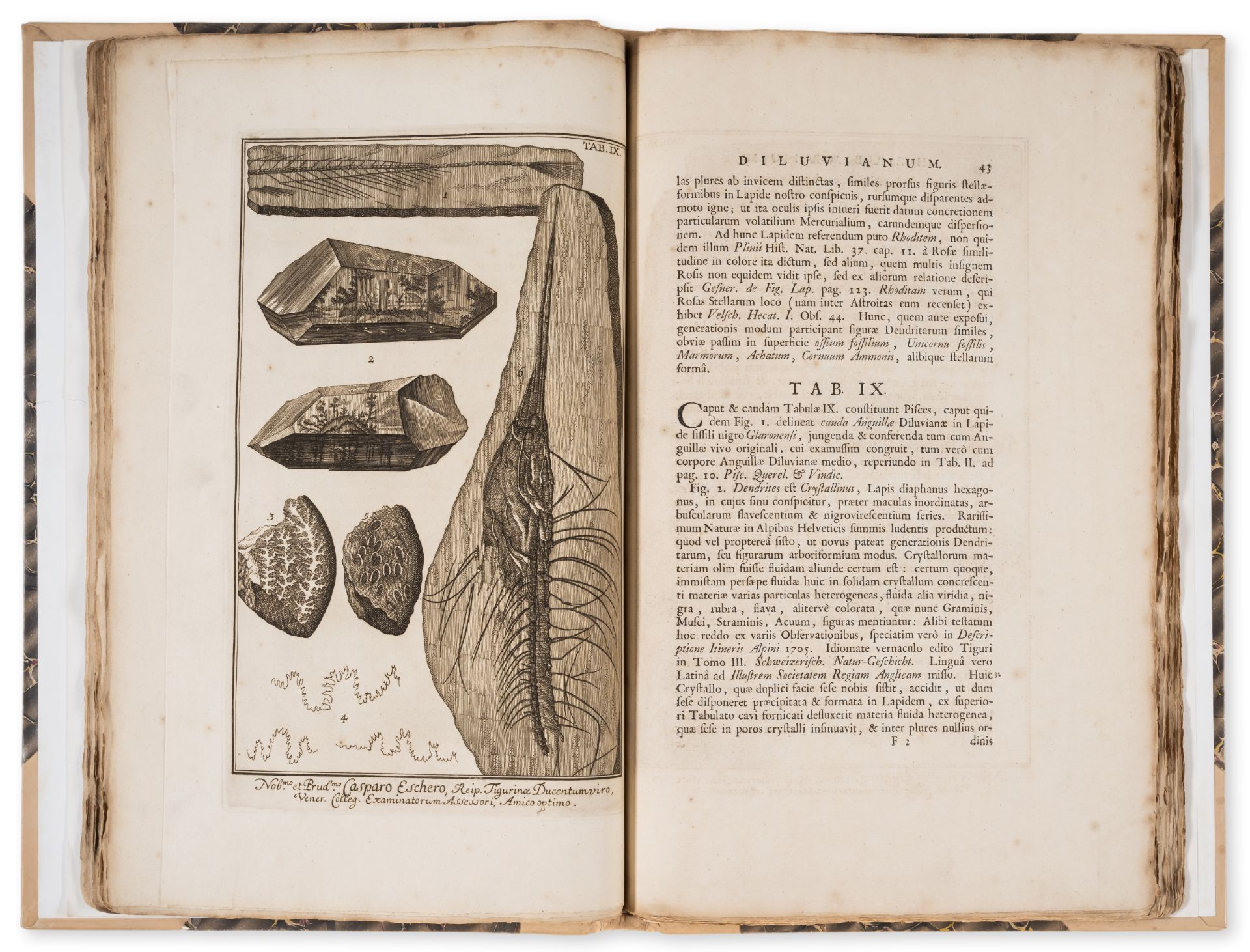 Paleobotany.- Scheuchzer (Johann Jacob) Herbarium Diluvianum, second edition, Leiden, Peter Vande... - Image 2 of 2