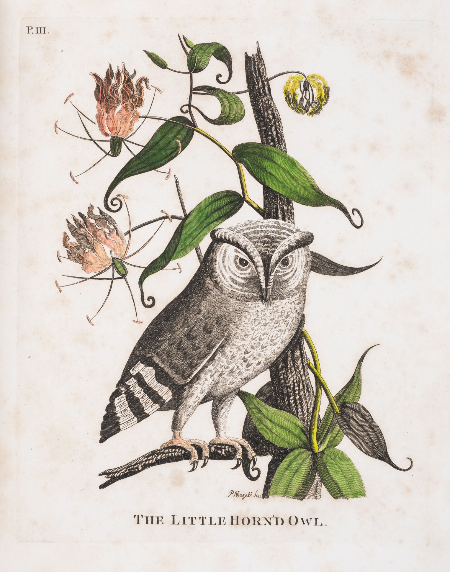 Pennant (Thomas) Indian Zoology, second edition, by Henry Hughs, 1790 [but 1791]. - Image 3 of 4