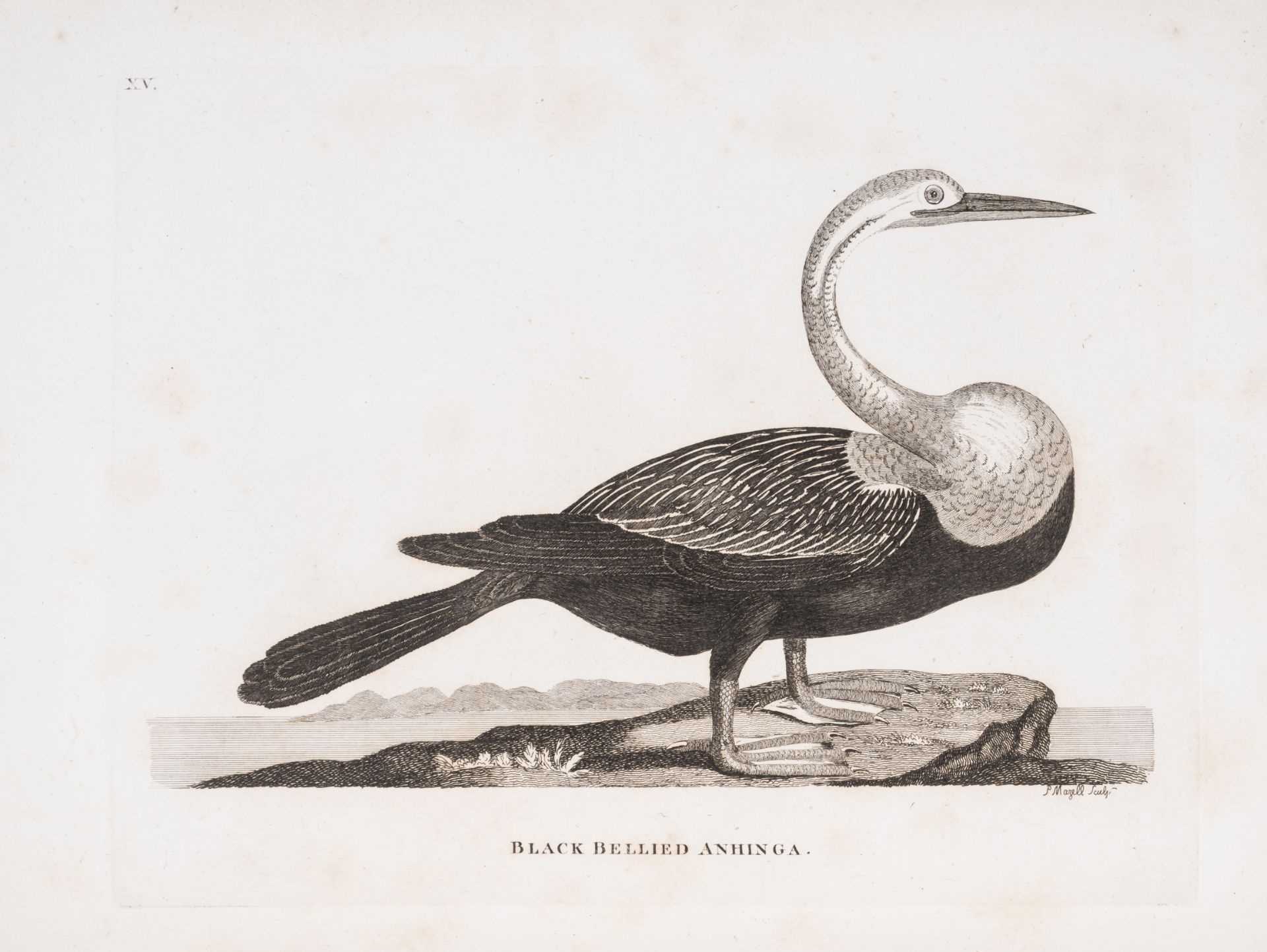 Pennant (Thomas) Indian Zoology, second edition, by Henry Hughs, 1790 [but 1791]. - Image 2 of 4