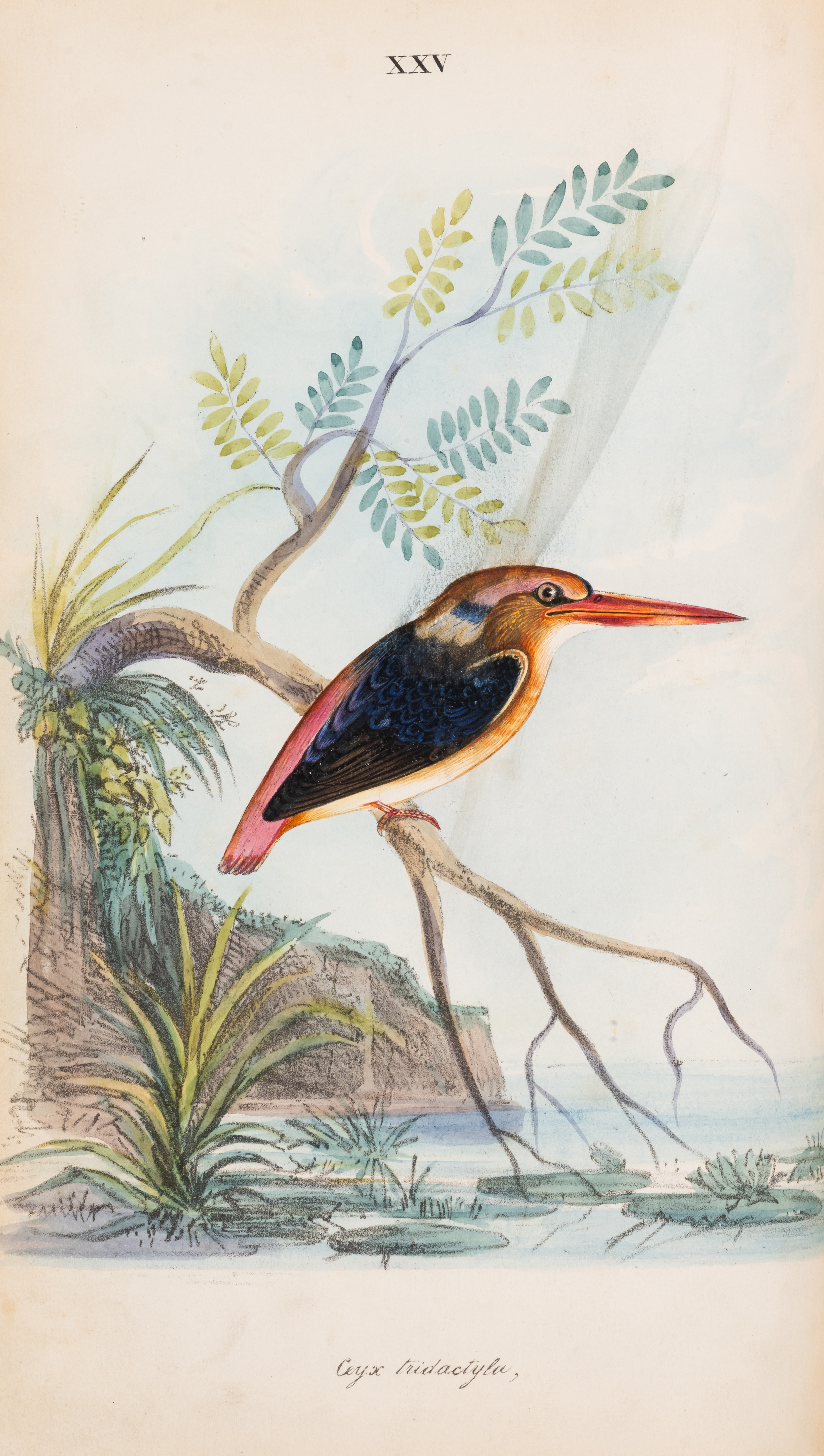 Birds.- India.- Jerdon (T. C.) Illustrations of Indian Ornithology, containing fifty figures of n...