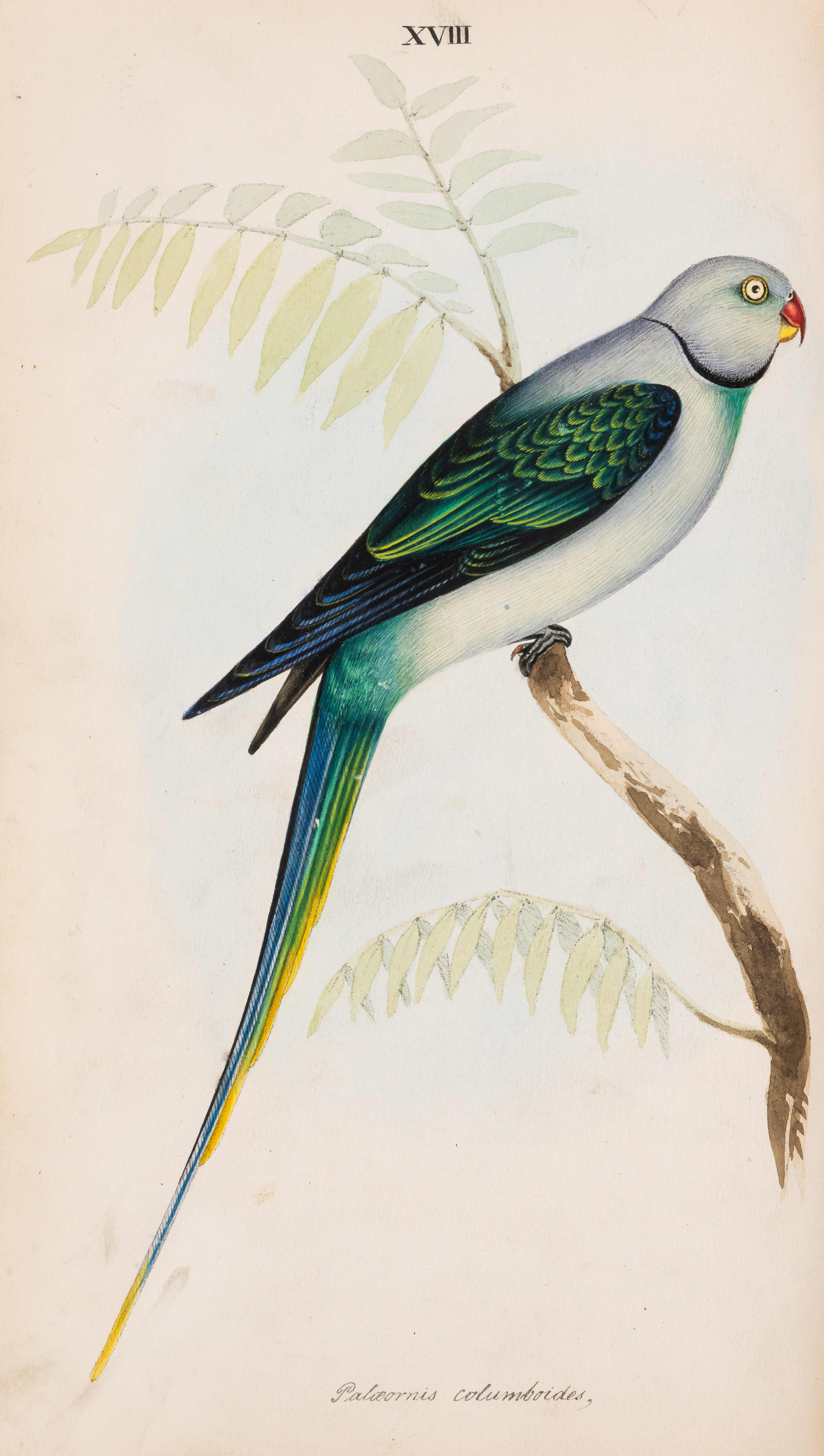 Birds.- India.- Jerdon (T. C.) Illustrations of Indian Ornithology, containing fifty figures of n... - Bild 3 aus 3