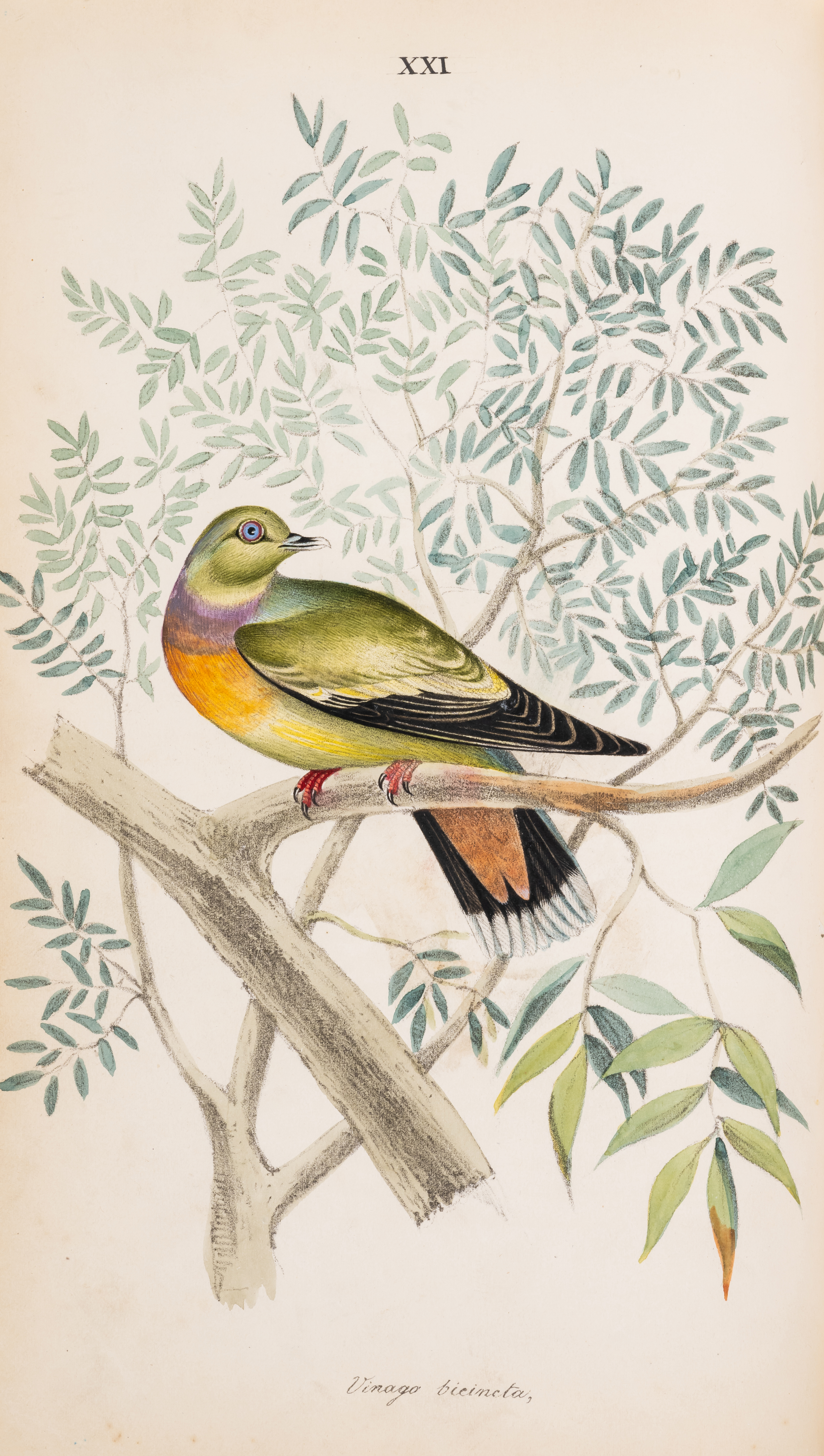 Birds.- India.- Jerdon (T. C.) Illustrations of Indian Ornithology, containing fifty figures of n... - Bild 2 aus 3