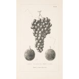 Wine.- Barron (Archibald F.) Vines & Vine-Culture: being a treatise on the cultivation of the gra...