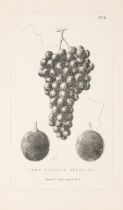 Wine.- Barron (Archibald F.) Vines & Vine-Culture: being a treatise on the cultivation of the gra...