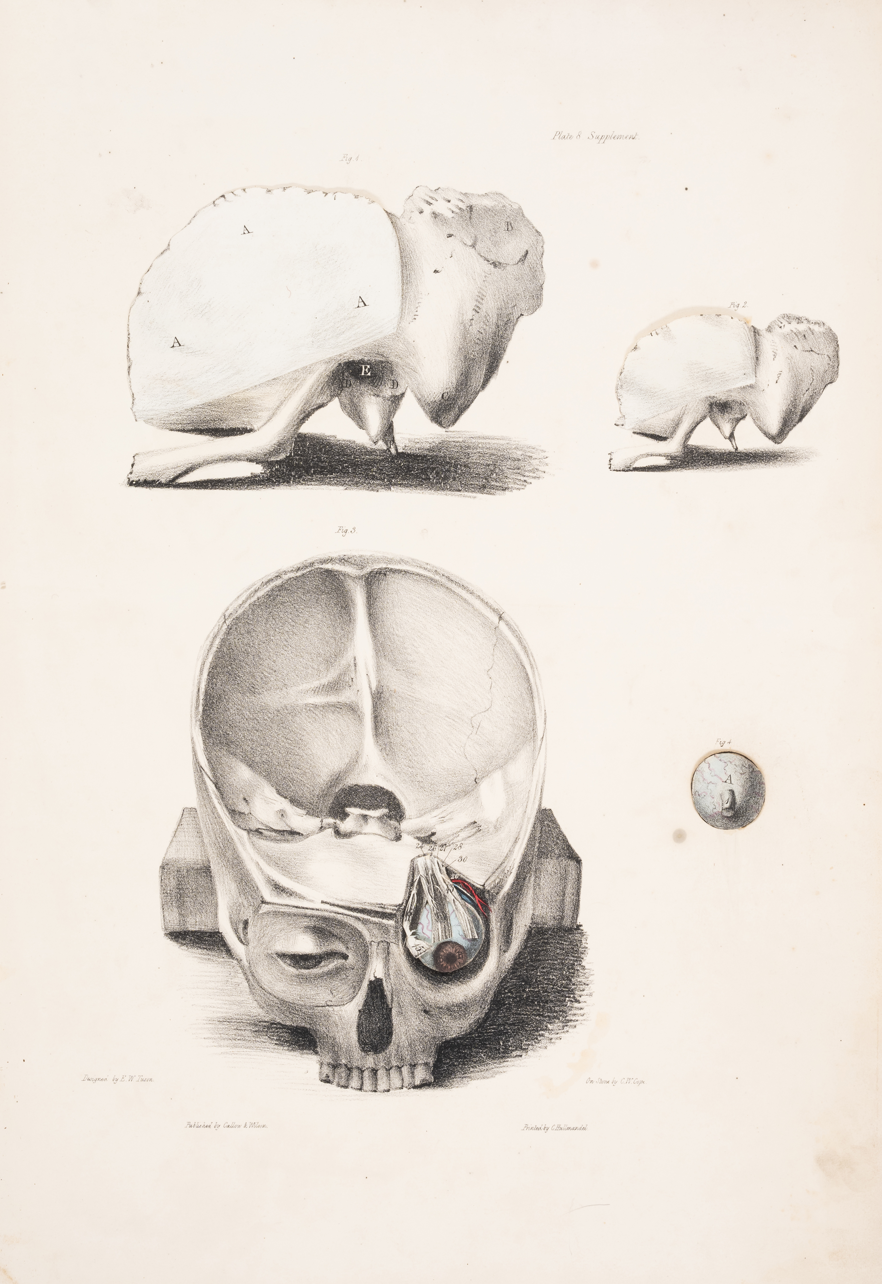 Medicine.- Tuson (Edward William) A Supplement to Myology; containing the Arteries, Veins, Nerves... - Image 2 of 2