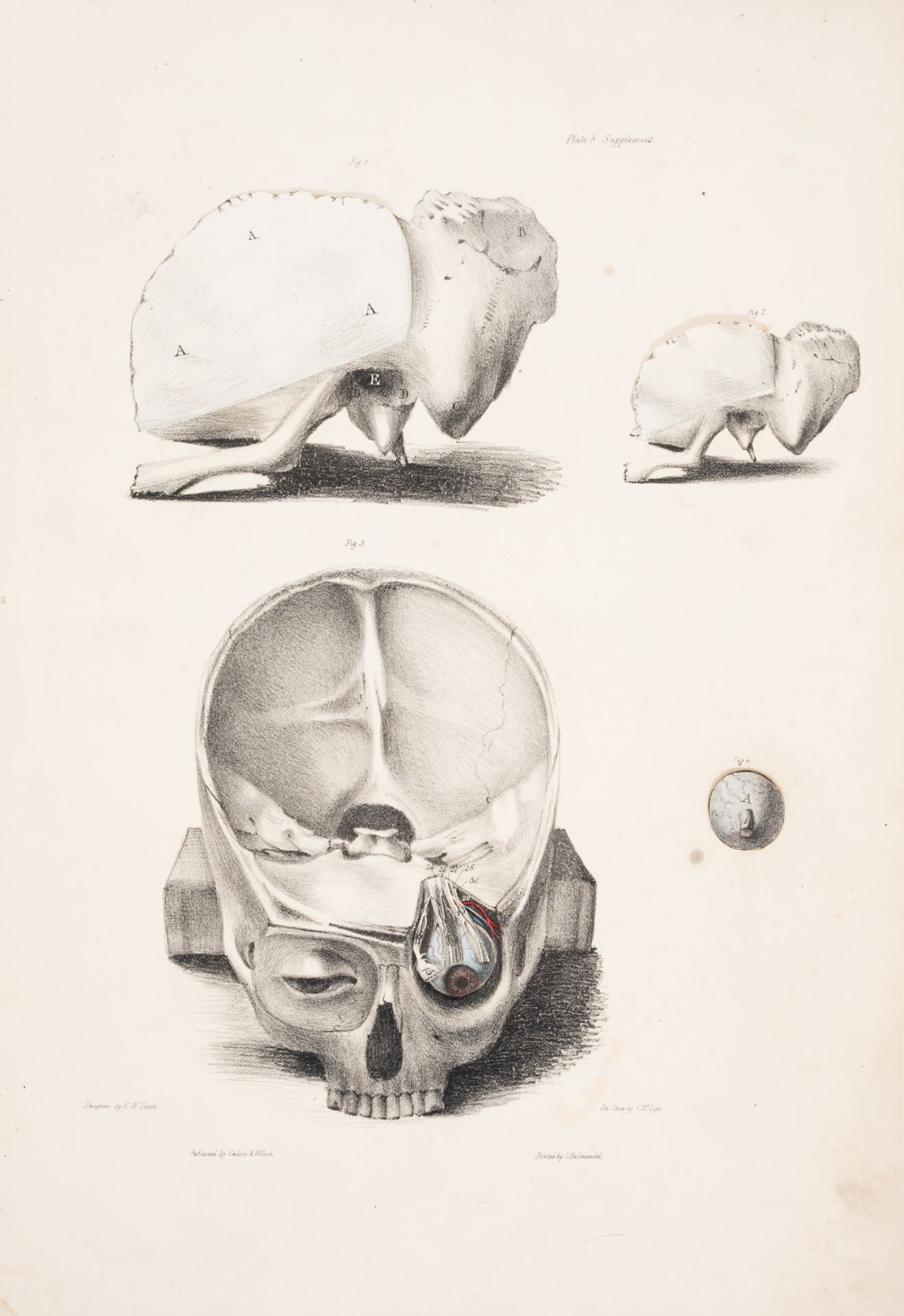 Medicine.- Tuson (Edward William) A Supplement to Myology; containing the Arteries, Veins, Nerves... - Bild 2 aus 2