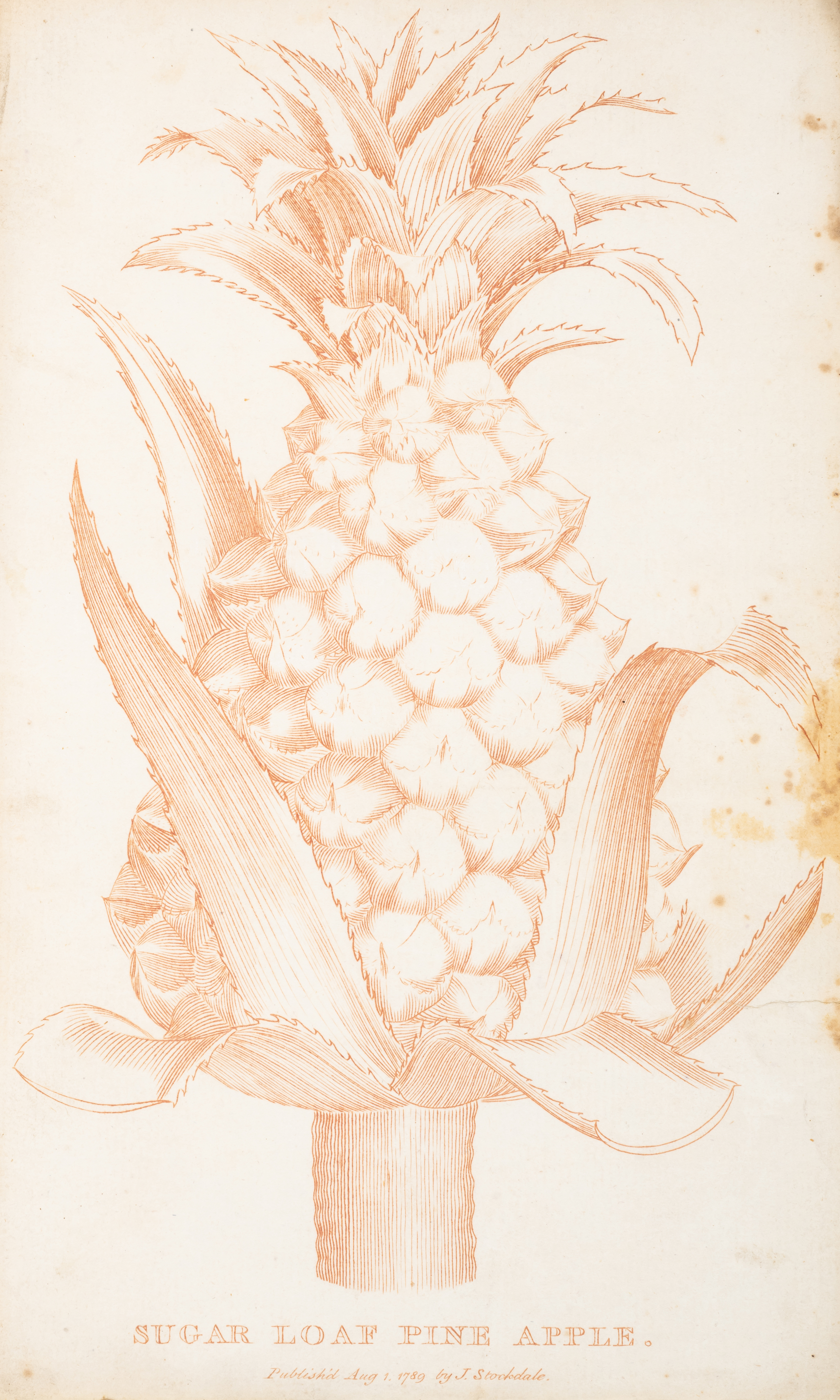 Fruit.- Abercrombie (John) The Hot-House Gardener on the general Culture of the Pine-Apple, and m...