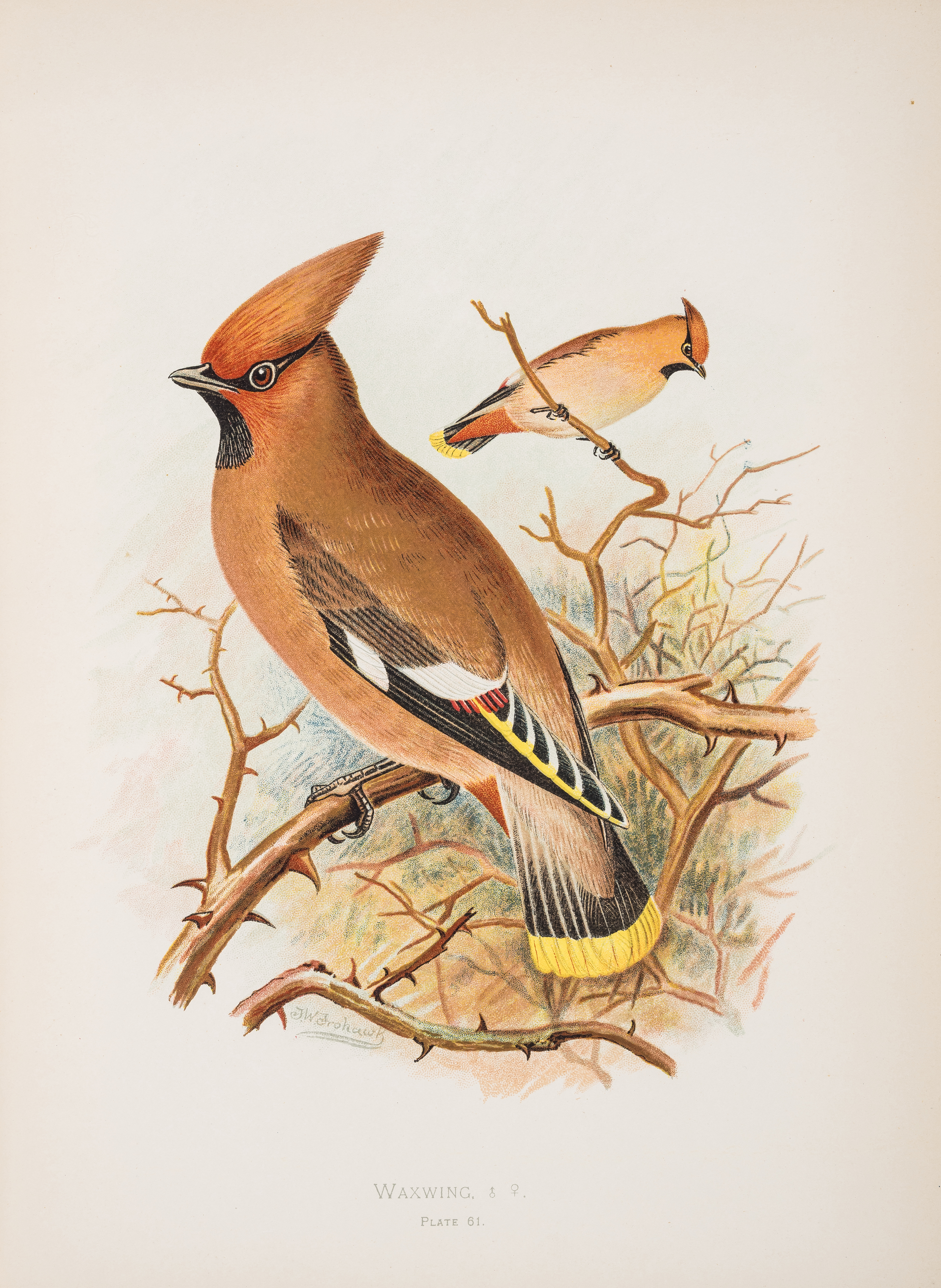 Birds.- Butler (Arthur G.) Birds of Great Britain and Ireland, 2 vol., [1908].