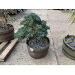 NO VAT Half barrel planter & plant