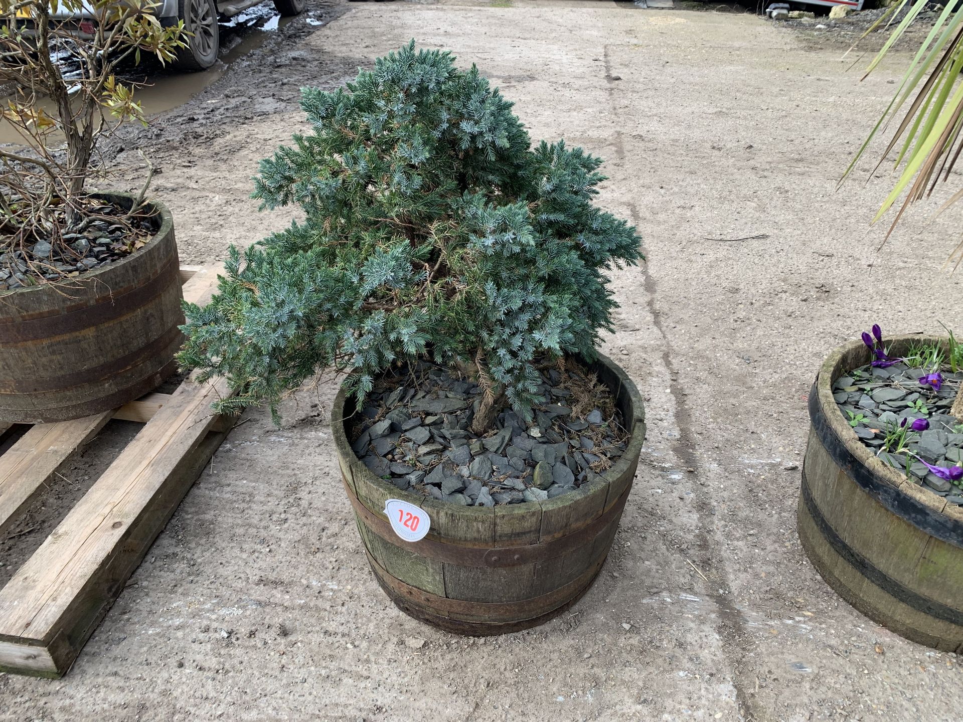 NO VAT Half barrel planter & plant