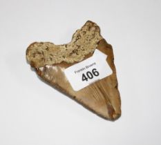Megalodon (Otodus Megalodon) tooth fossil, 10 x 6cm