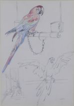 RAYMOND SHEPPARD (1913 - 1958) MACAWS, pencil and crayons on paper, titled and framed under glass,