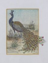 STELLA PARSLOW READING, print of a peacock, framed under glass, 9 x 12cm, 40 x 50cm including frame