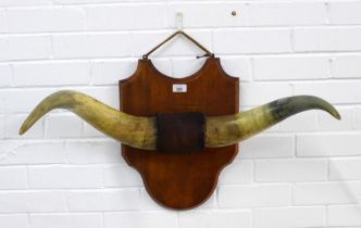 Cow horns on a wooden plaque, 66 x 45cm.