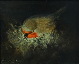 COLIN JOHN CHANDLER (b. 1955), NESTING ROBIN, oil on board, signed bottom left, framed with title