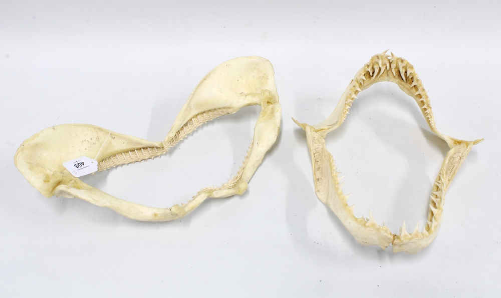 Two shark jaws with teeth, 42cm wide (2)