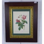 Rosa, a Redoute colour lithograph, under glass within a rosewood frame, 27 x 39cm