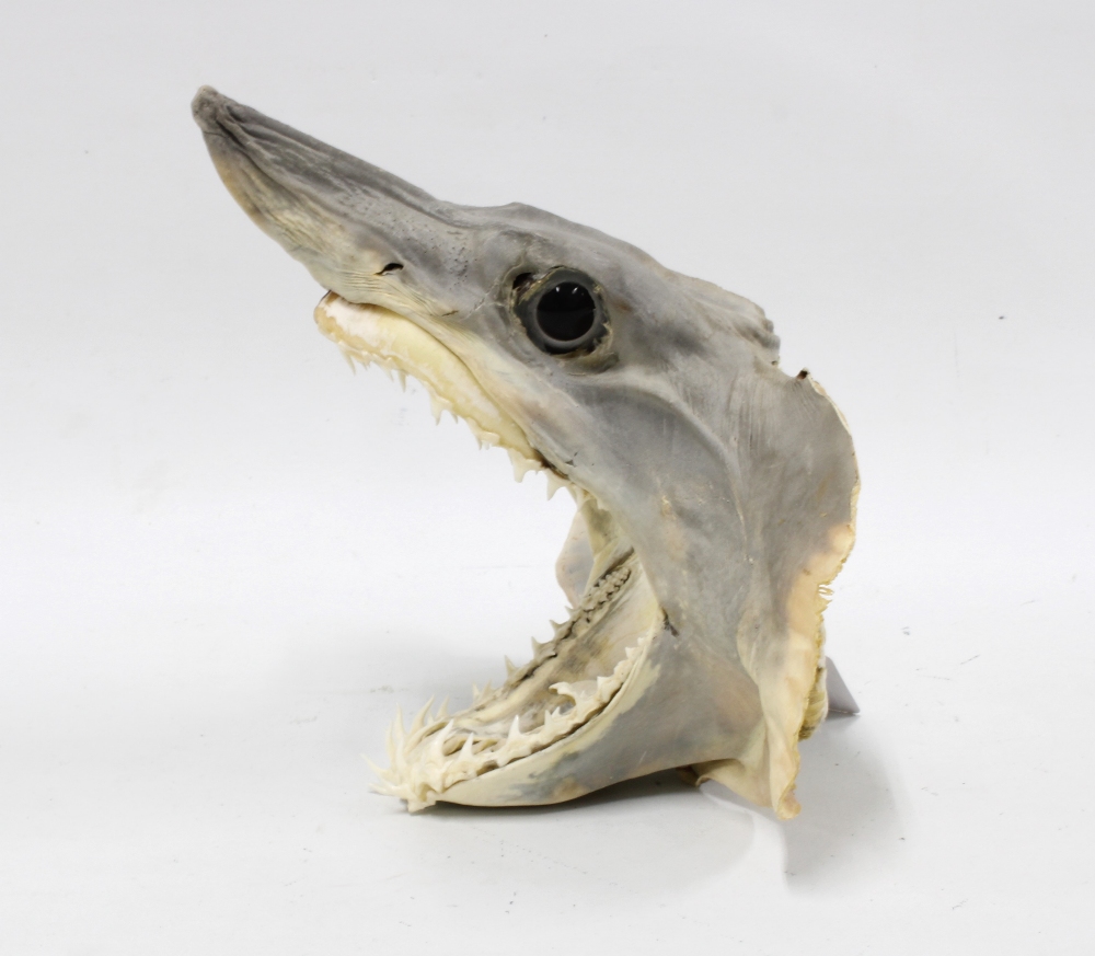 Shark head with teeth, 23 x 22cm - Image 2 of 2