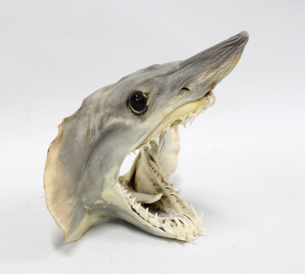 Shark head with teeth, 23 x 22cm