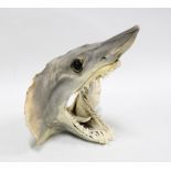 Shark head with teeth, 23 x 22cm