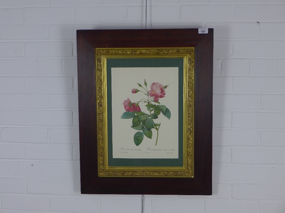Rosa, a Redoute colour lithograph, under glass within a rosewood frame, 27 x 39cm - Image 2 of 2