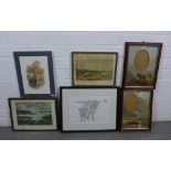 A collection of framed prints, mostly of Highland Cows (a lot)