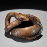 A LARGE AND POWERFUL WOOD NETSUKE OF A COILED SNAKE WITH AN INLAID SLUG BY TOMOKAZU