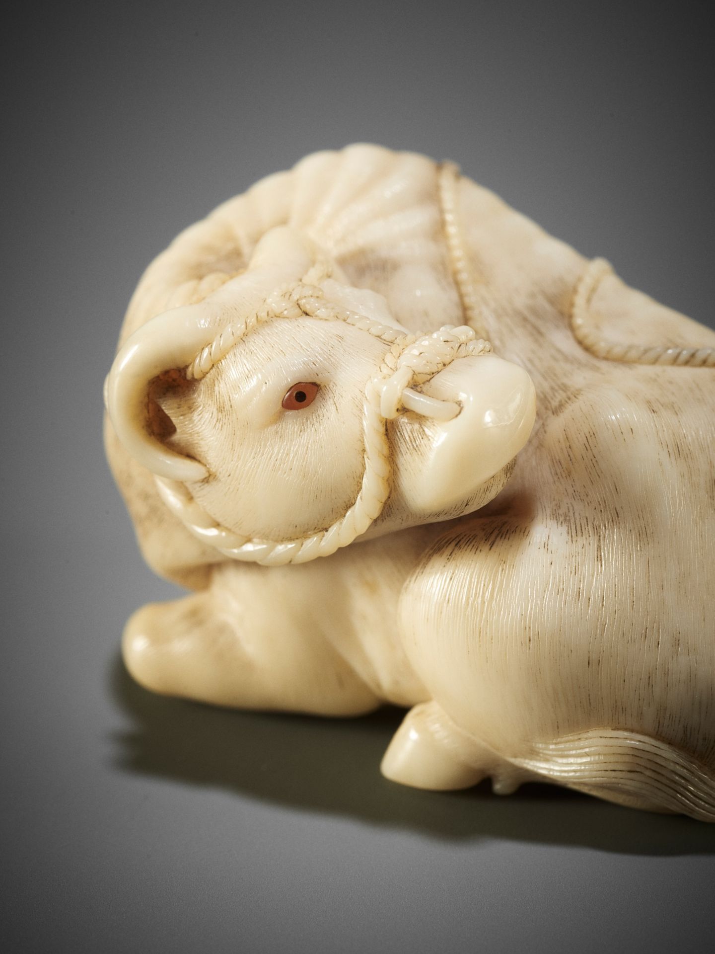 KAIGYOKUSAI MASATSUGU: A MASTERFUL AND IMPORTANT IVORY NETSUKE OF A RECUMBENT OX - Image 11 of 30