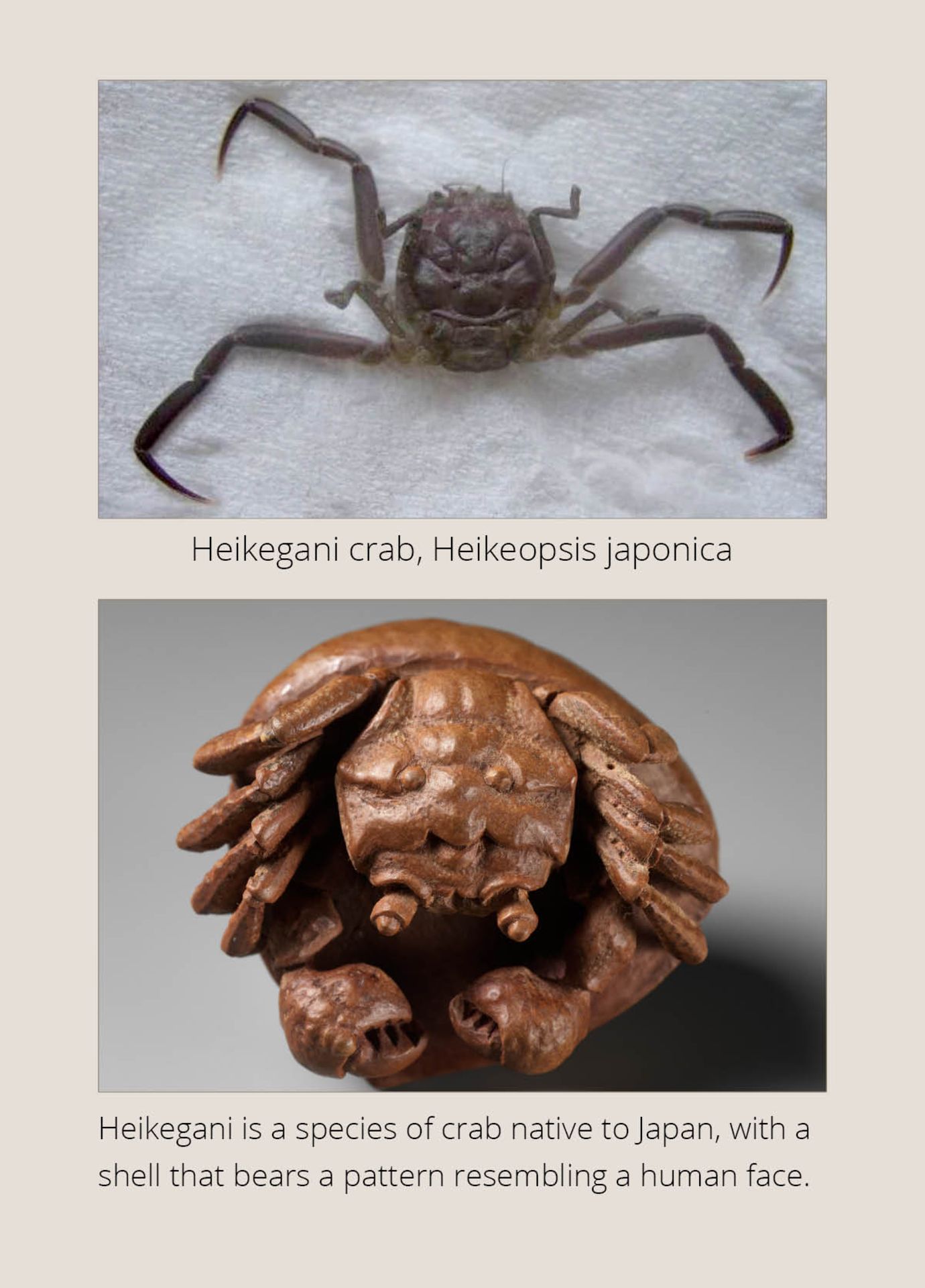 MORITA SOKO: A FINE NETSUKE OF A SAMURAI CRAB (HEIKEGANI) ON A CHESTNUT - Bild 6 aus 16