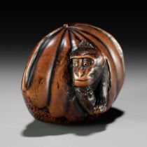 A FINE TANBA SCHOOL WOOD NETSUKE OF A MONKEY EMERGING FROM A CHESTNUT