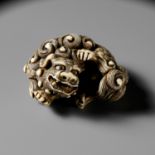 A RARE HIPPOPOTAMUS TOOTH NETSUKE OF A SHISHI SCRATCHING ITSELF