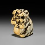 AN IVORY NETSUKE OF A SNARLING SHISHI WITH BALL