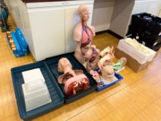 Quantity of Human Organ Educational Models. Please Note: Auction Location - Bay Studios, Fabian Way,